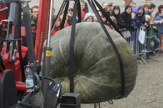 Calabaza Gigante