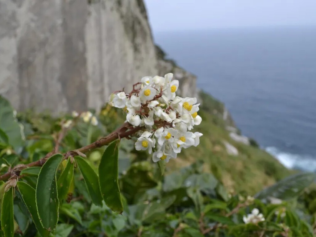 Ela não deveria mais existir: a planta que a ciência declarou extinta há um século encontrou o "esconderijo perfeito" no litoral de São Paulo