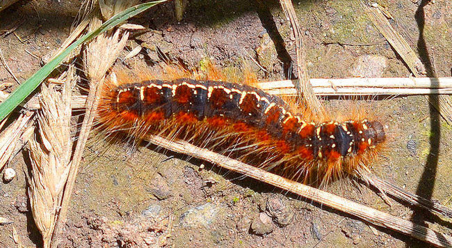 ¿90 kilos of caterpillars? For own consumption?