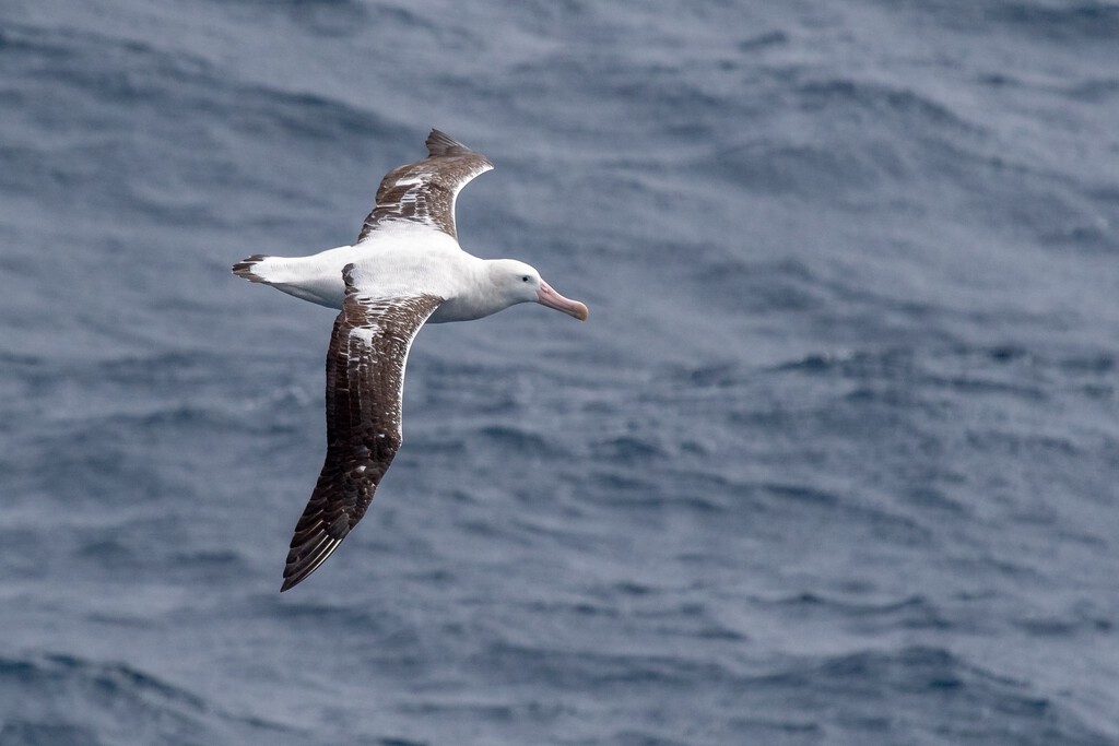 O maior enigma dos céus: o detalhe inesperado que permite a uma única criatura ficar até 11 anos sem nunca pousar em terra