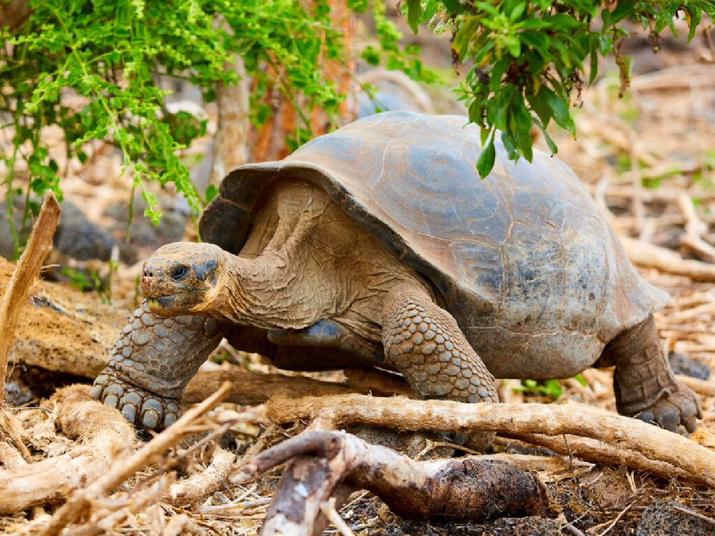 O 'exército' de 1.500 tartarugas: elas recuperaram uma ilha inteira sozinhas e estão dando uma lição na tecnologia humana