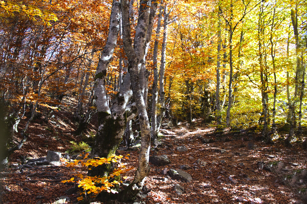 Los parajes de oto�o m�s impresionantes de Espa�a para visitar con ni�os
