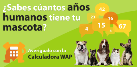 ¿Cual es la edad humana de tu mascota? Esta nueva aplicación veterinaria te lo dice