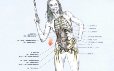 Guia de ejercicios abdominales (XII): Oblicuos en polea alta Guia de ejercicios abdominales (XII): Oblicuos en polea alta
