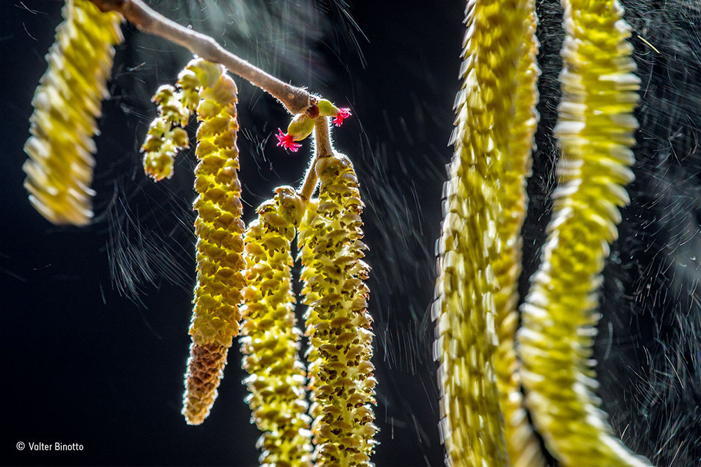 Valter Binotto Wildlife Photographer Of The Year Plants