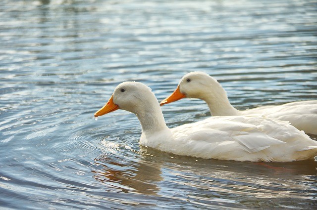 Ducks 889211 640