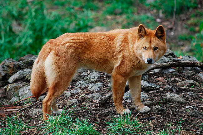 Dingo3
