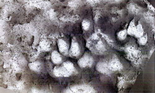 Dogprintslargesm