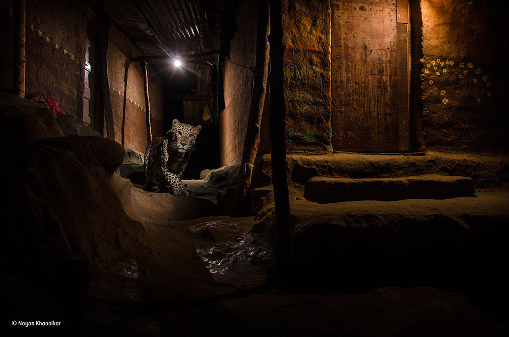 Nayan Khanolkar Wildlife Photographer Of The Year Urban