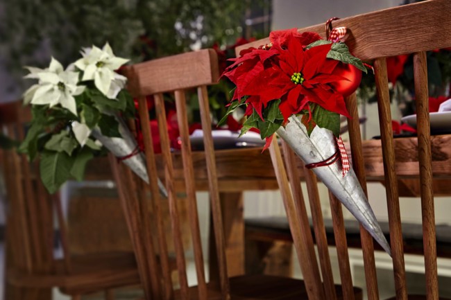 2015 Poinsettia Comedor Clasico 01 Es