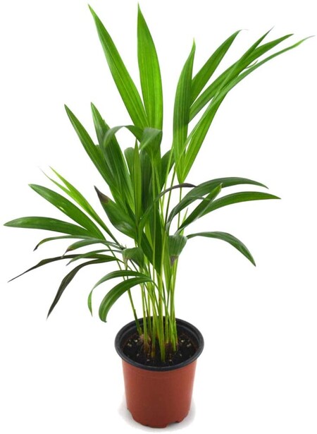 Palmera de salón