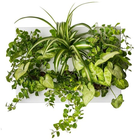 Mini jardin vertical