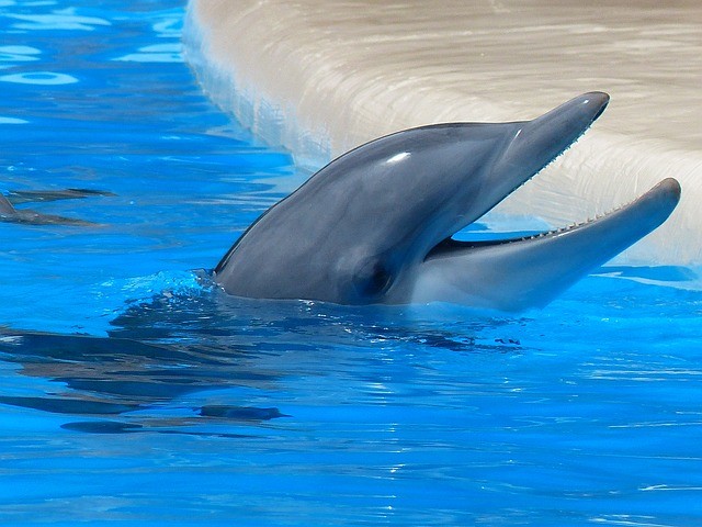 Bottlenose Dolphin 406763 640