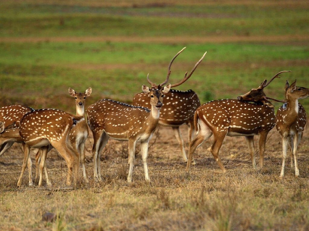 Esqueça o javali: a ciência alerta para um novo invasor de 100 kg no Pantanal que esconde um detalhe inesperado