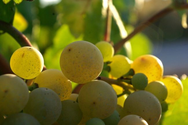 Uvas1