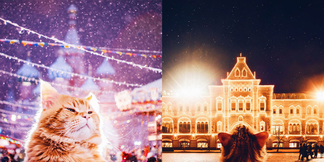 Ginger Cat Photography Kotleta Cutlet Kristina Makeeva Hobopeeba 42