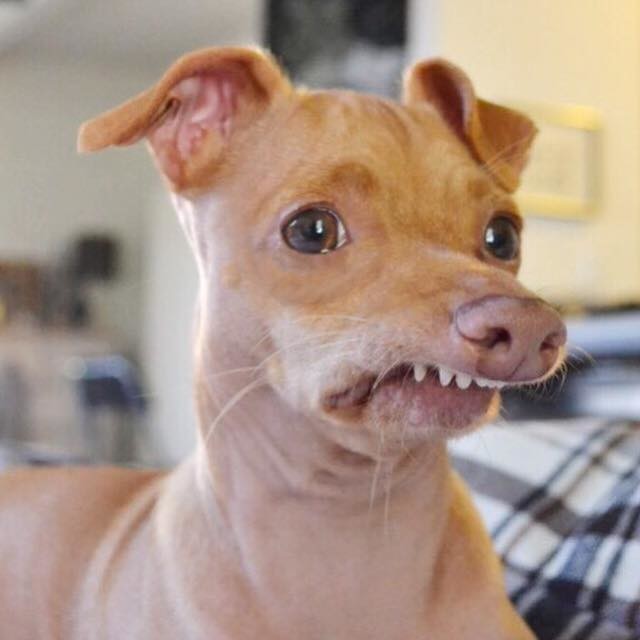 Las 7 mascotas más rentables de la historia de Internet