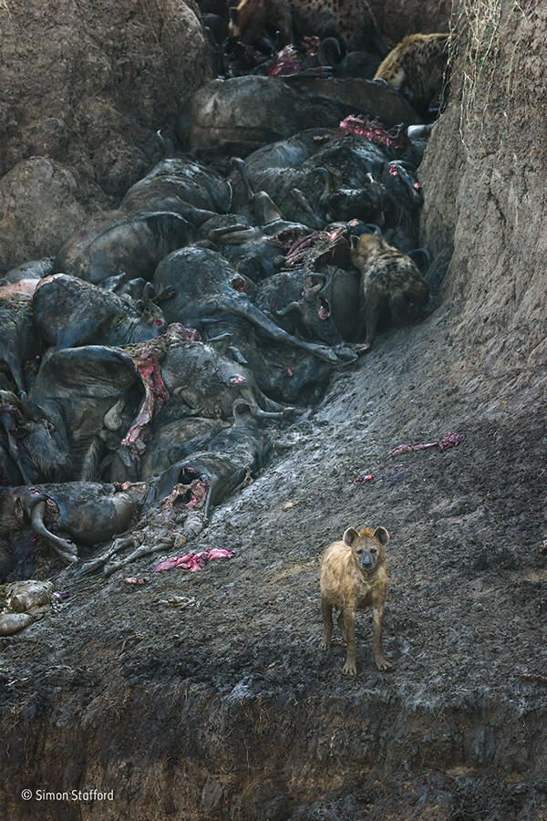 Simon Stafford Wildlife Photographer Of The Year Mammals