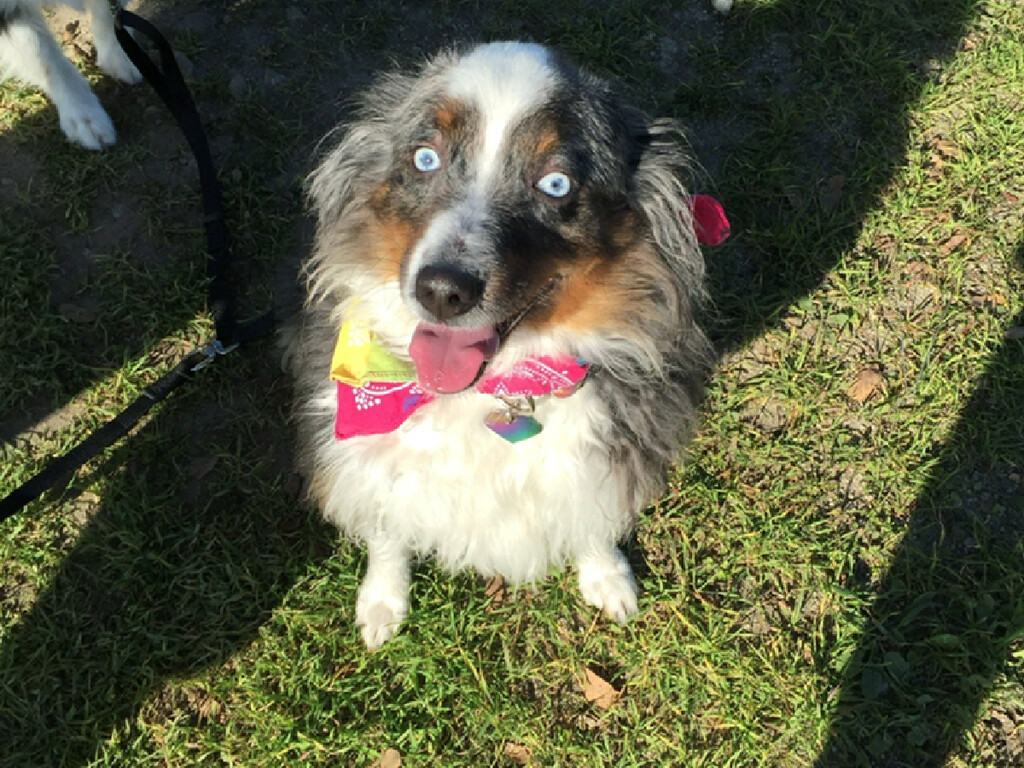 Ela achou que sua cachorrinha era completamente normal por 6 anos: exame chocou veterinários ao revelar um segredo bizarro na cabeça do animal