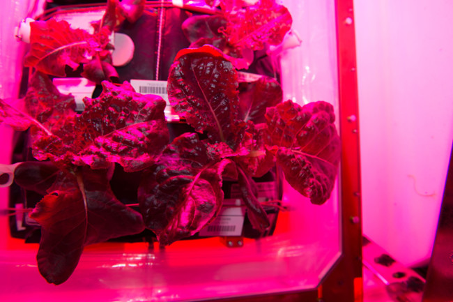 Iss044e033362 Veggie1