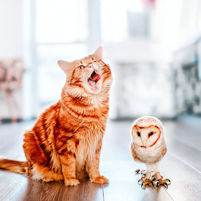 Ginger Cat Photography Kotleta Cutlet Kristina Makeeva Hobopeeba 51