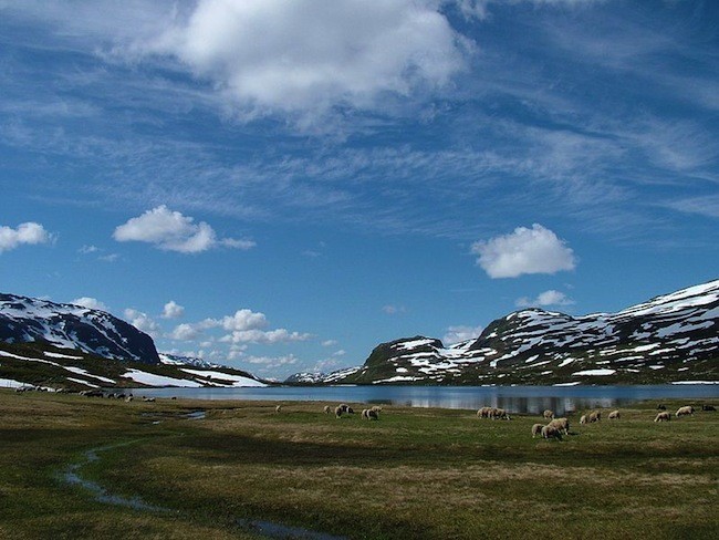 hardangervida