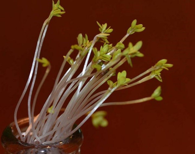 Fototropismo positivo ¿Por qué las plantas crecen hacia la luz?