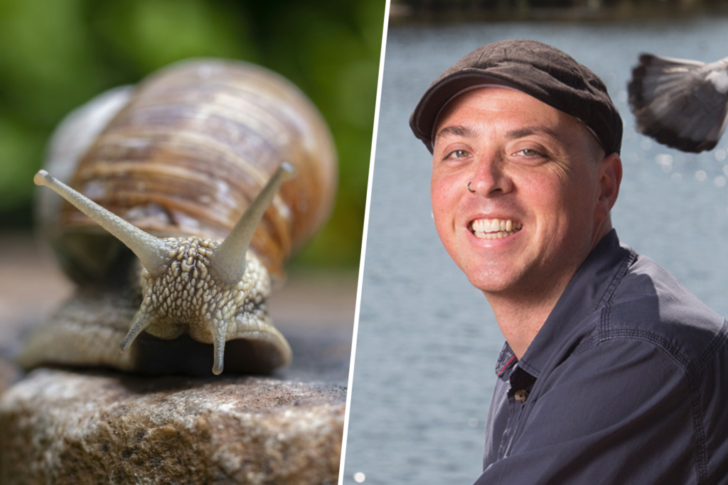 “Mentalidade de sala de emergência”: este filósofo holandês acredita que salvar os caracóis é salvar a nós mesmos