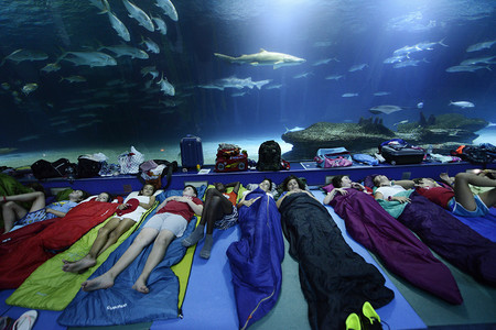 Escuela Verano Tiburones 4