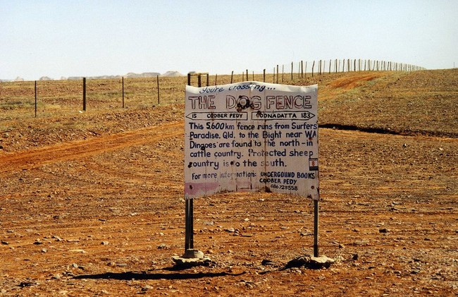 Dog Fence