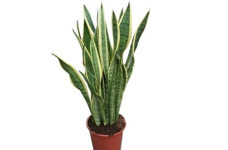 Las mejores plantas el interior del hogar