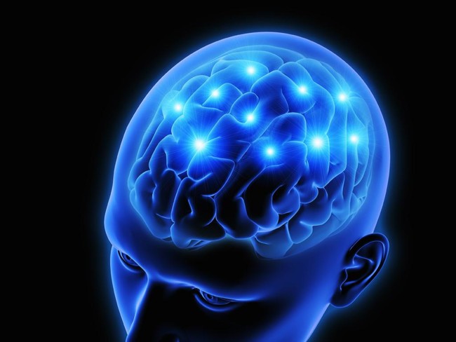 Brain
