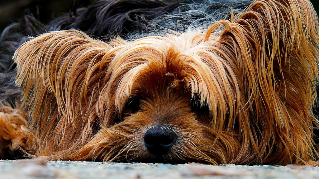 Dog 200942 1920