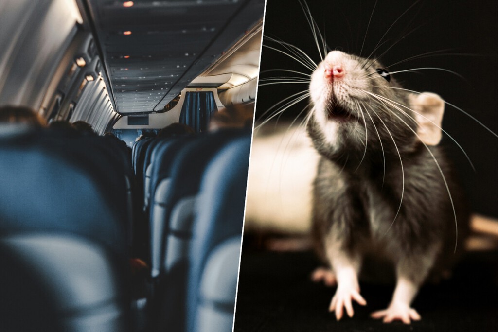 Em pleno oceano, 250 passageiros de um avião descobriram que um deles era um clandestino — com formato de rato