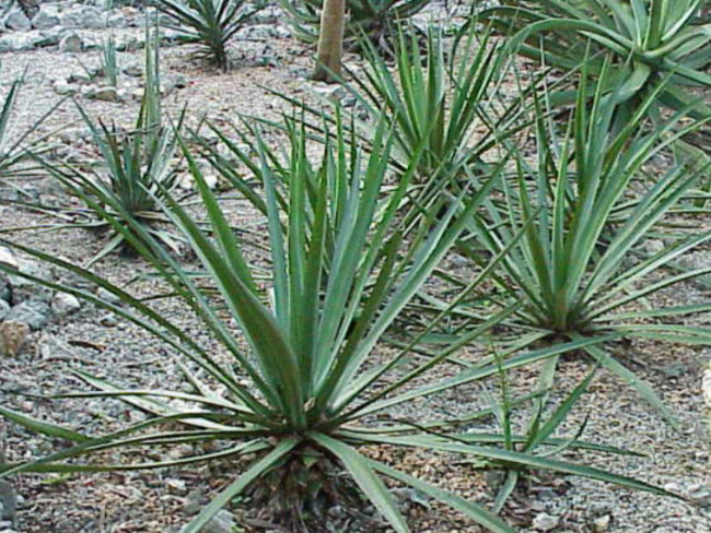 Lechuguilla 2