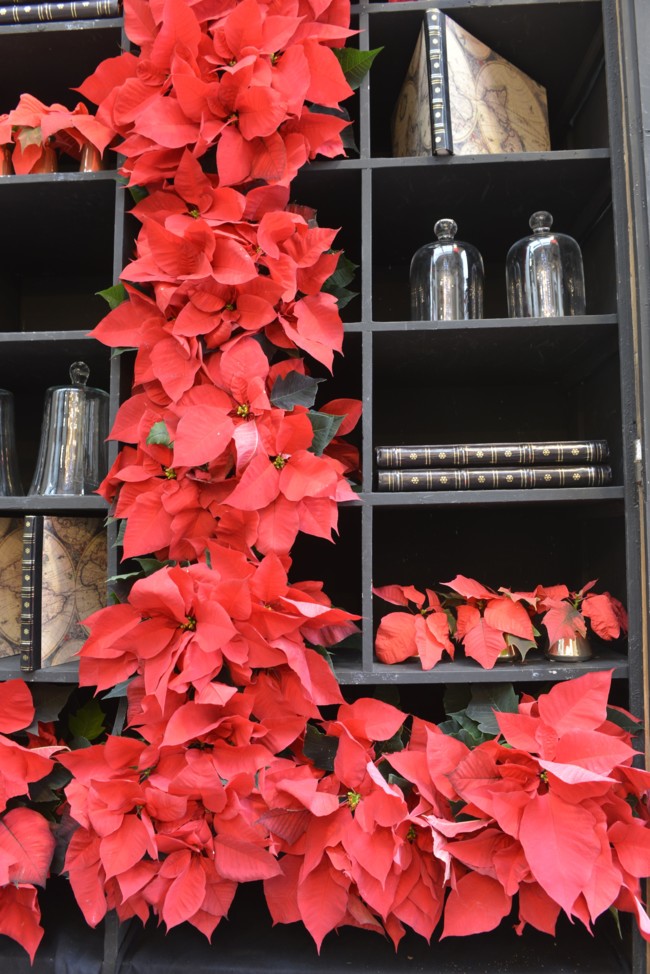 Poinsettia En Estanteria