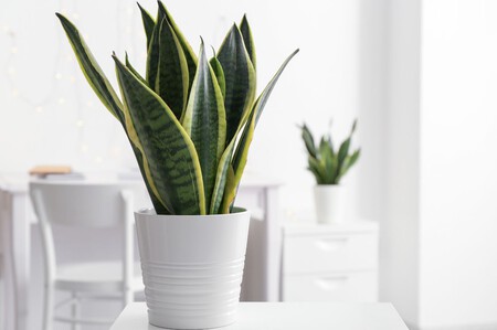 sansevieria