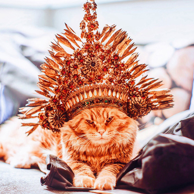 Ginger Cat Photography Kotleta Cutlet Kristina Makeeva Hobopeeba 17