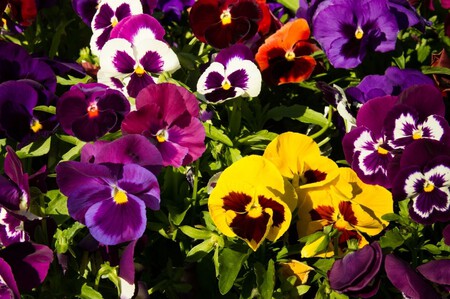 Plantas de exterior