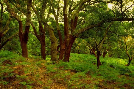 bosque
