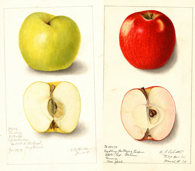 Manzanas