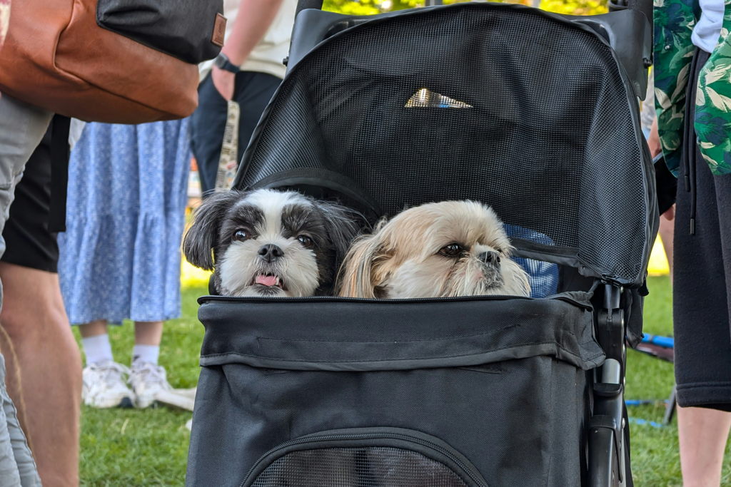 Os animais de estimação estão substituindo os filhos? Um estudo sugere justamente o contrário