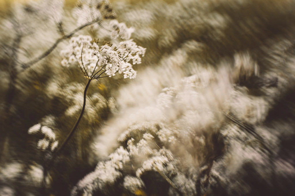 Lensbaby Sol 001