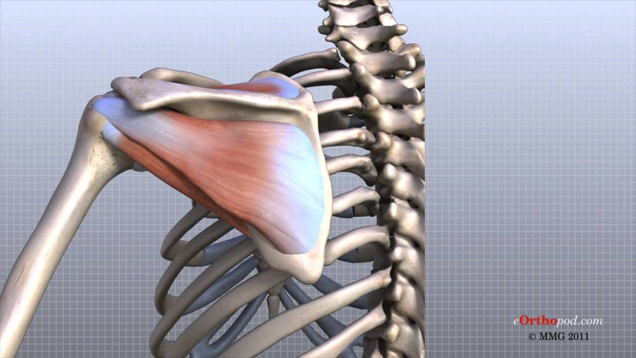 Anatomía del hombro, una animación en 3D con explicación (inglés)