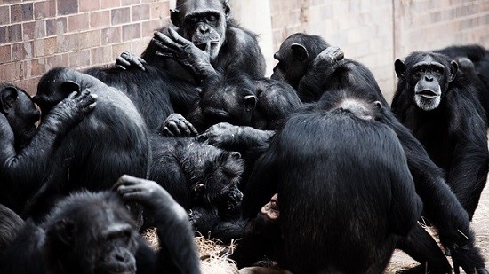 Chimpances