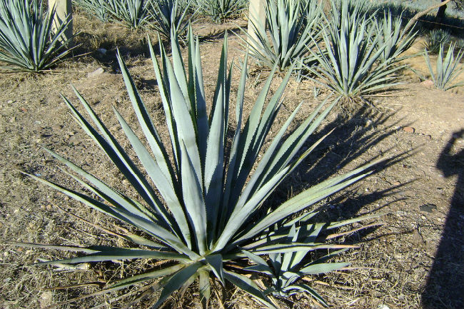 Agave