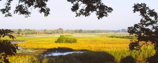 Kasanka