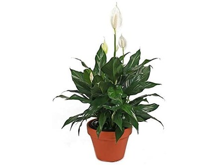 Las mejores plantas para el interior del hogar