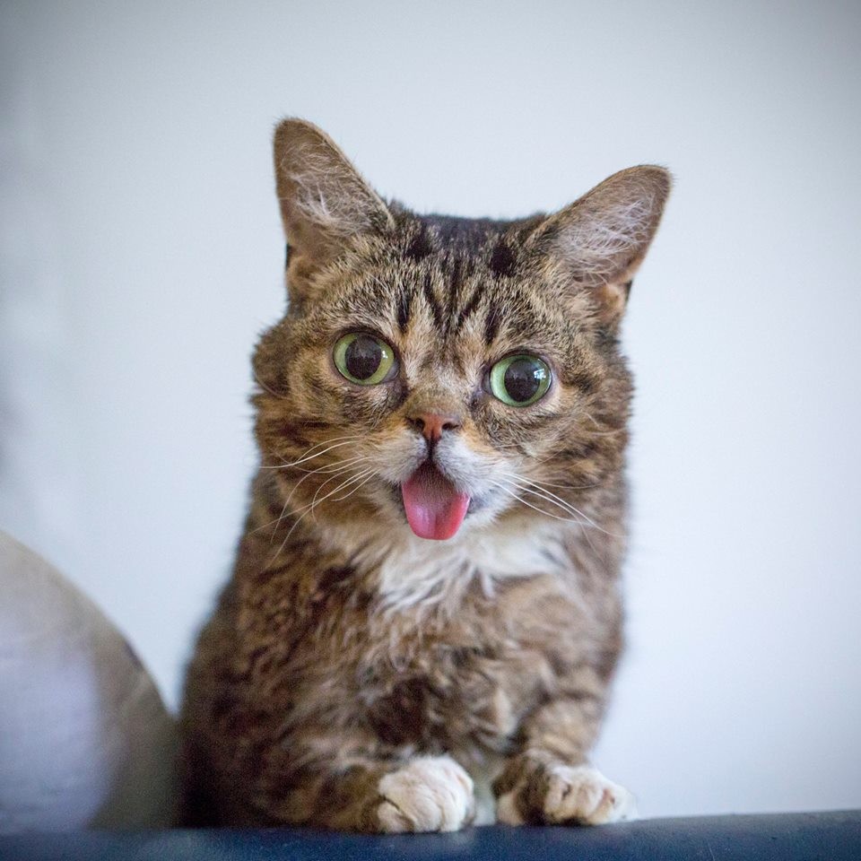 Las 7 mascotas más rentables de la historia de Internet