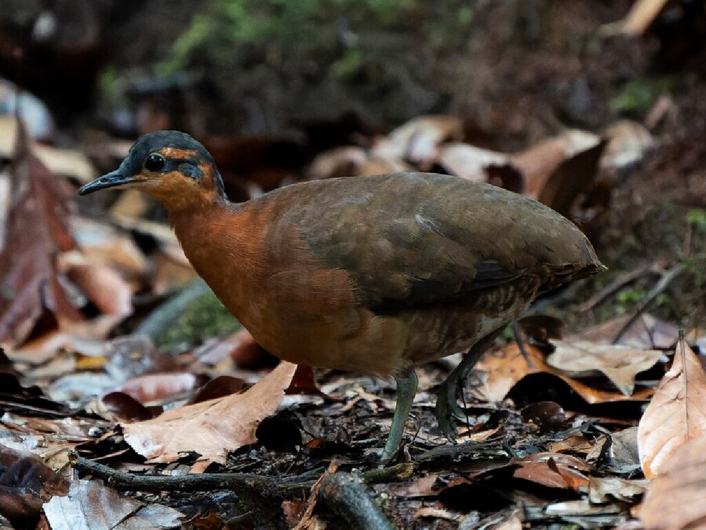 Dodô brasileiro? Ave descoberta na Amazônia não tem medo de humanos e tem canto e plumagem únicas